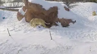 Lionesses Walking (Slow Motion Animation Reference)