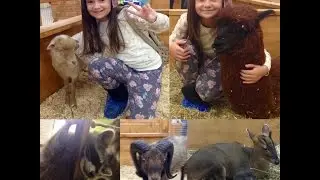 Поход в контактный зоопарк, мини обзор. Contact ZOO.