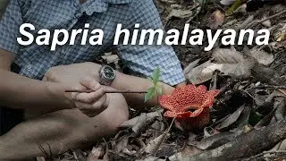 The Jewelled Corpse Flower — Sapria himalayana