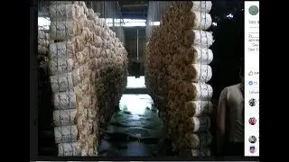 च्याउ,कसरी बनाउने,लाखाै कमाइ  घरमै च्याउ बनाउने तरिका ,nepali mussrum making meathod on home