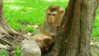 Haknuman at Angkor wat temple 16