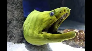 Dragon Moray eel Мурена
