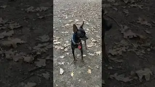 Вот так выглядит доберман до зачатия