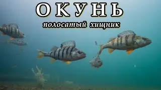РЕЧНОЙ ОКУНЬ - Полосатый хищник
