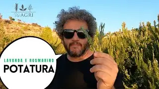 3 Trucchi  per la Potatura del Rosmarino e della Lavanda