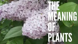 Lilac - The Meaning of Plants