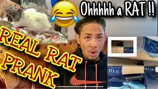 RAT PRANK ON BROTHER/ WE LOSE THE RAT