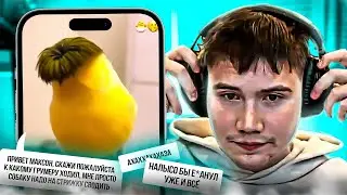 ЧАТ УГАРАЕТ НАД ПРИЧЁСКОЙ ШАДОУКЕКА