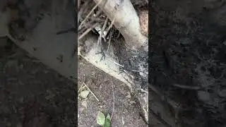 Гнездо вороны из колючей проволоки