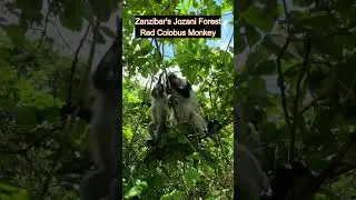 Zanzibar's Monkeys at Jozani Forest