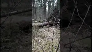 Дорога времён ВОВ , блокады Ленинграда ! Вдоль реки Мга , останки немецких блиндажей !