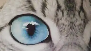 Факты