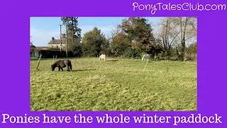 Ponies on full winter paddock