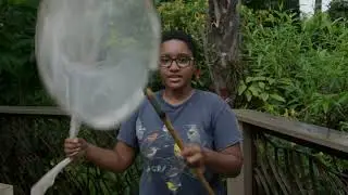 Securing butterflies ahead of the storm