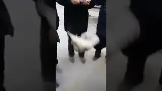 How to resume the fish again