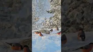 Снегири на снегу #снегири #птицы #bullfinch #birds #nature #shorts #short #reels #stavropol #moscow
