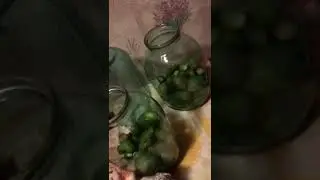 Абхазия Пицунда  27 ноября закрутки в самом разгаре