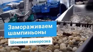 Промышленная подготовка шампиньонов к заморозке: обработка, нарезка, шоковая заморозка IQF, фасовка.