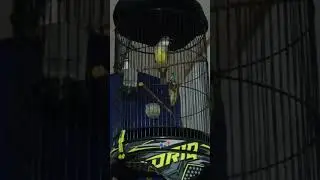 masteran cucak jenggot jawa gacor #cucakjenggot  #kicaumania  #gacor  #oriqjaya