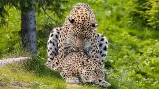 WILDLIFE // Leopard mating //serengeti national park