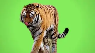 TIGER GREEEN SCREEN VFX !! 