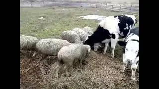 Наша ферма