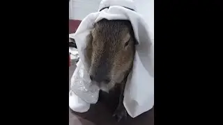 Лига и легенд?