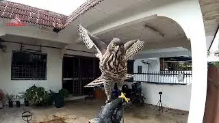 🔴 Crested Goshawk (CG) / cg liar lagi bagus dari anak