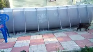 Наш кот Бас  