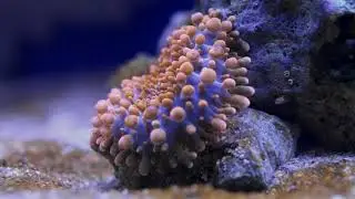 Новые жильцы моего кораллового рифа