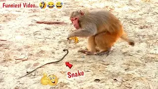 Fake Snake Prank On Monkeys Hilarious Funny Reaction | You Can't Stop Laughing-Must Watch-Part 15