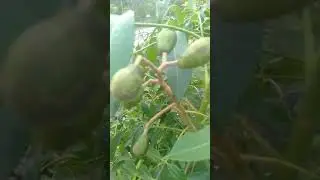 Amazing ambarella fruit#138#short