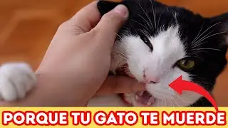 My Cat Bites Me: 10 Reasons and How to Solve It (Complete Guide)