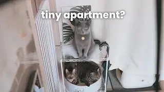 Cats in Tiny Home or Apartment?