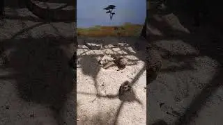 Сурикаты в жаркий летний день 