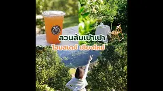 สวนส้มเปาเปา โฮมสเตย์ เชียงใหม่  🍊  แม่ริม เชียงใหม่  I เชียงใหม่มีเรื่องเล่า