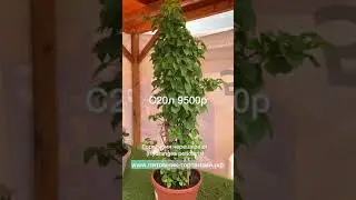 Гортензия черешковая (лат.Hydrangea petiolaris)