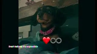I love my dogs ❤️ 🐶 #pets #dog #doglover #animals #ilovemydog #ilovedogs