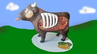 Model Showing the Inside of a Cow | Cuts of Beef & Offal
