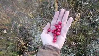 Охота на Медведя с лайками