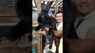 Será o maior coelho do mundo? coelho Gigante de Flandres
