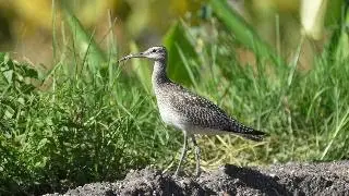 Eurasian Whimbrel