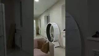Тренировочки в Ставрополе! Часть 1 🐾🐾🐾