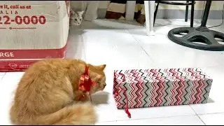 Persian Cat Plays Around The Wine Box