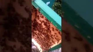 Рой 2018 2-ая часть (снял с дерева)