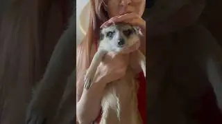 Разная Ваня 😀 #сурикат #животные #animals