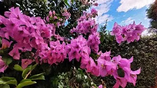 PRIMAVERA (BOUGAINVILLEA) DANDO SHOW DE FLORAÇÃO 😍🌸🌺