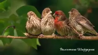 Лесная прогулка