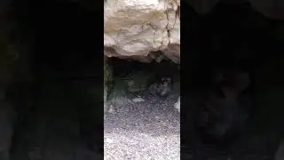 Encountered two mountain lion cubs in this video. Immediately left the area