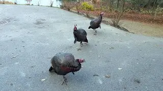 Lining up for a Snack 🌽🦃🦃🦃 